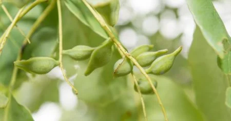 Kakadu plum