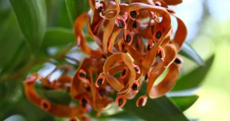 wattleseed