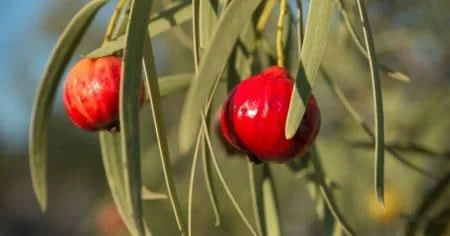 quandong