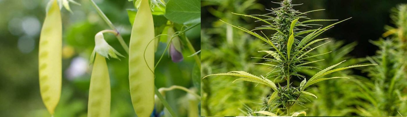 Pea vs. hemp protein powder