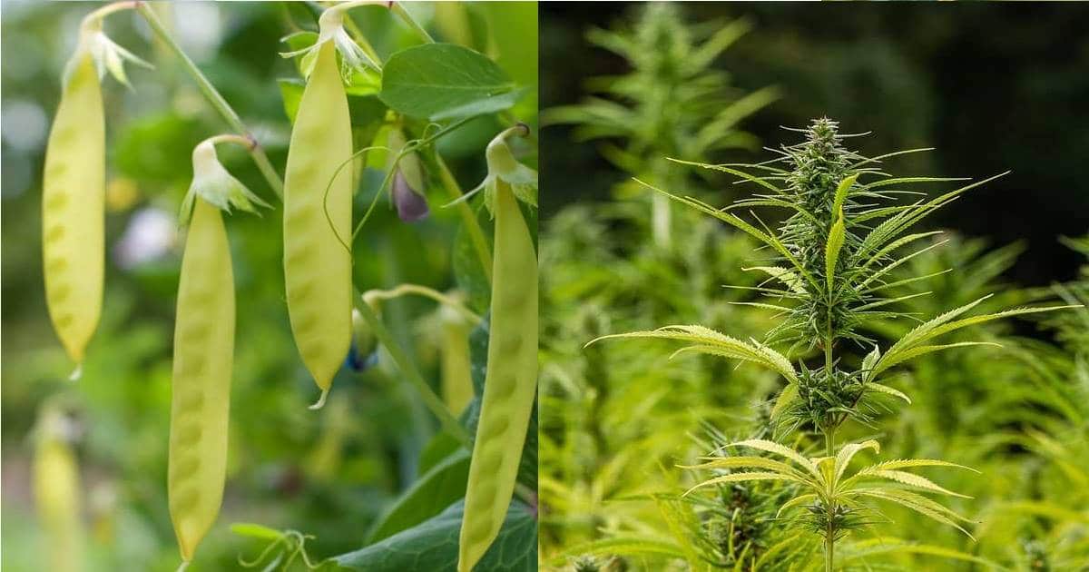 Pea Vs. Hemp Protein Powder Which Is Better? Byron Bay Labs